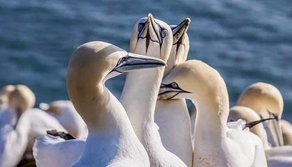 开云-落选秀的春天！范弗利特引多队哄抢冲击大合同