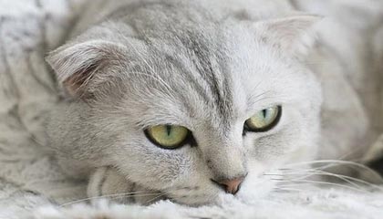 开云-科曼：我能理解梅西的愤怒 他与格列兹曼没有问题