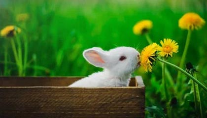 开云注册网址-北爱赛奥沙利文“逆袭” 连续三年与特鲁姆普争冠